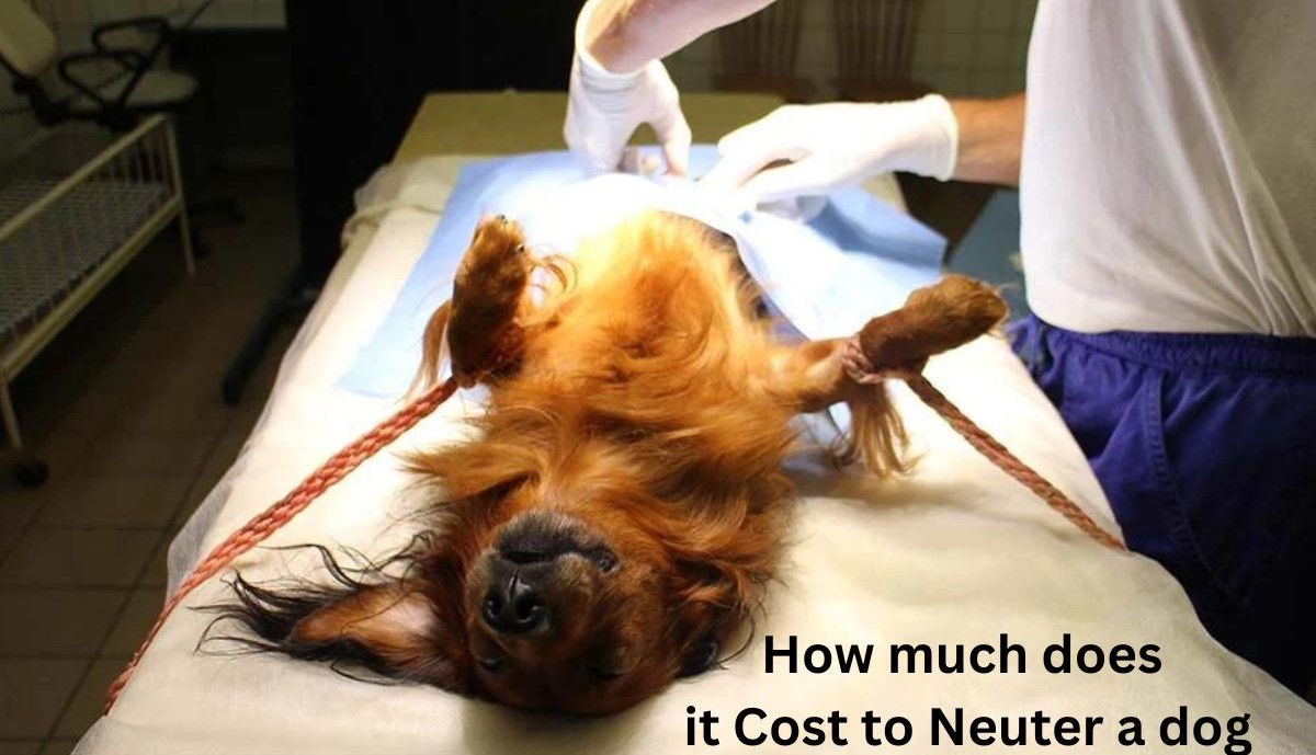 How much does it Cost to Neuter a dog - 1