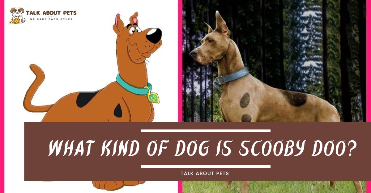 What Kind of Dog is Scooby doo