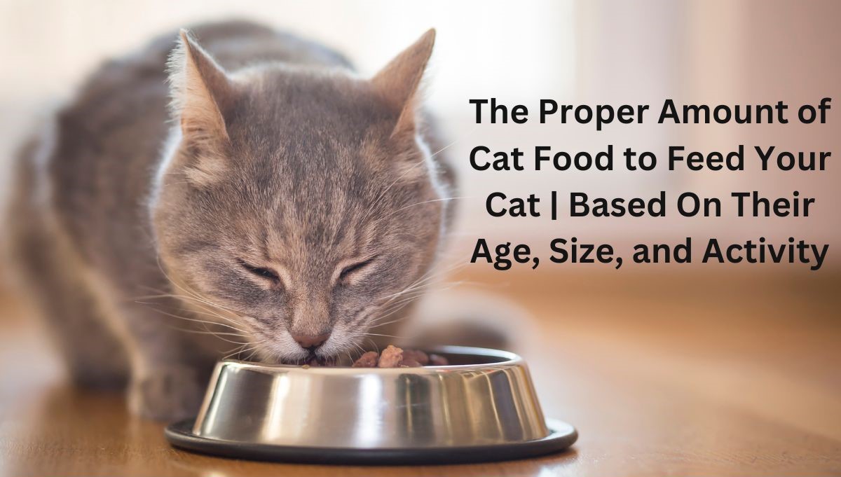 The Proper Amount of Cat Food to Feed Your Cat Based On Their Age, Size, and Activity