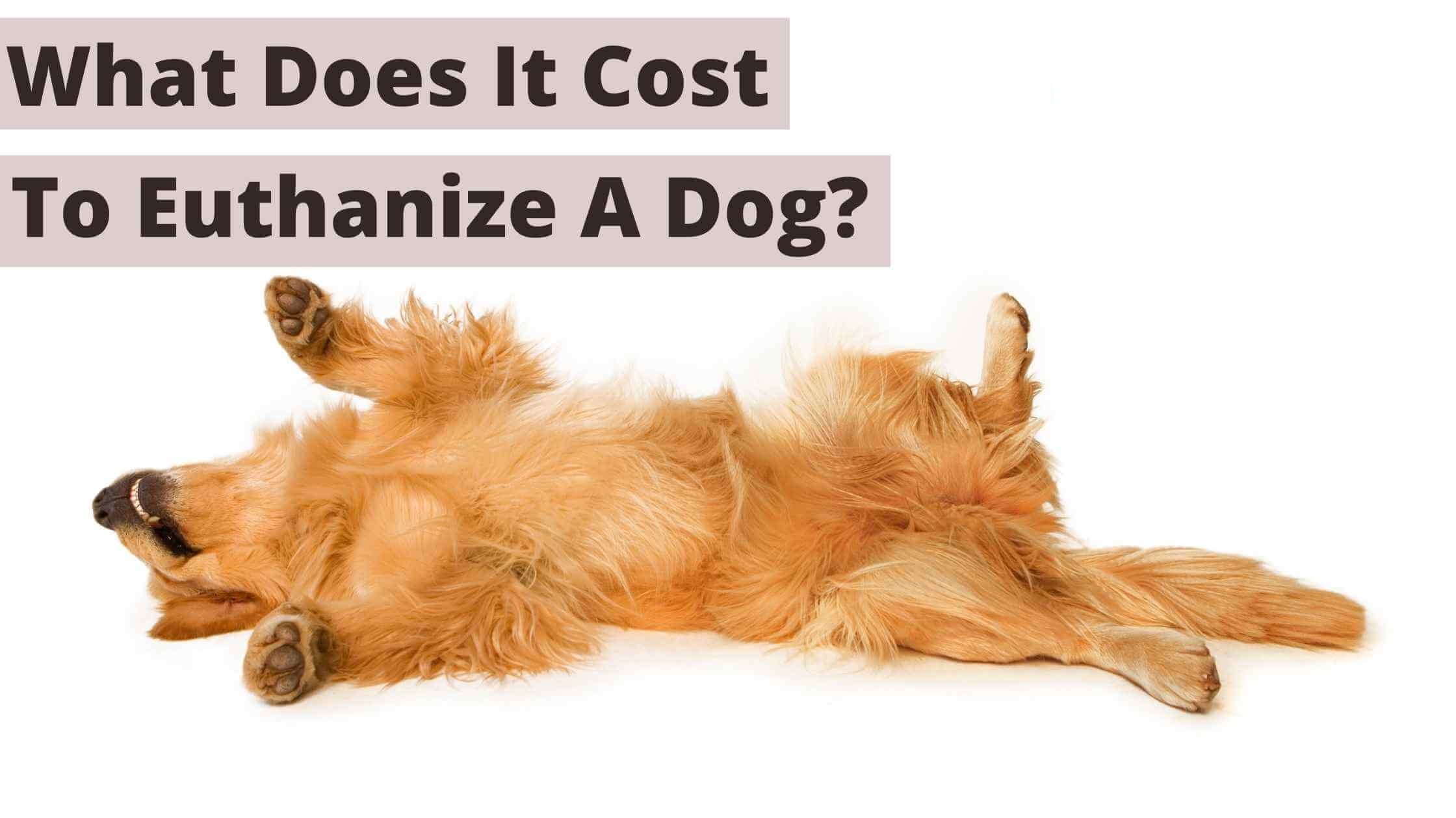 How Much Does Euthanizing A Dog Cost