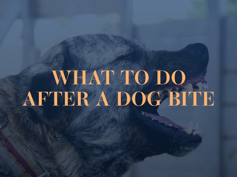 What To Do If A Dog Bites Someone
