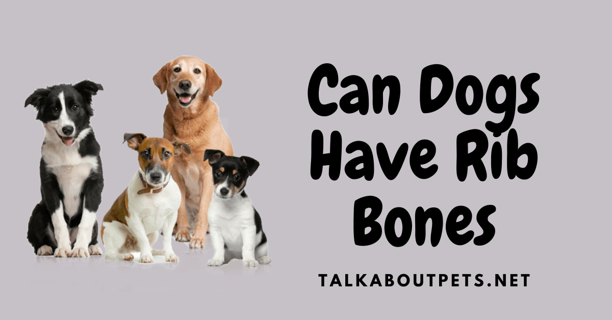 Can Dog have Rib Bones