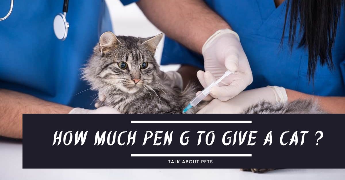 How Much Pen G To Give A Cat