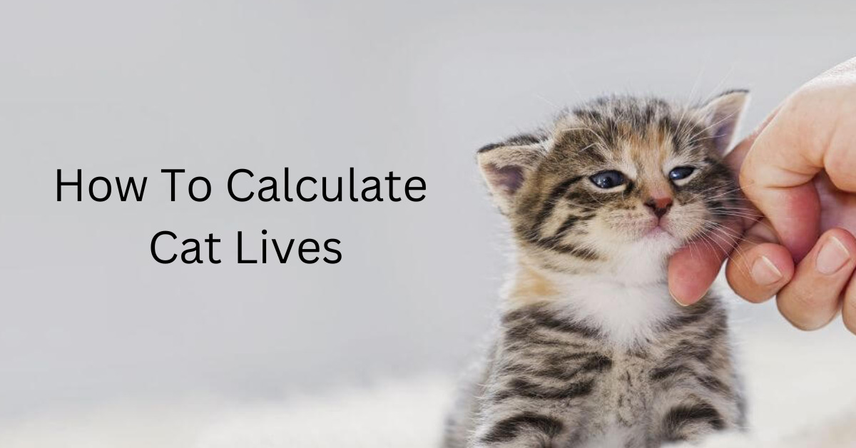 How To Calculate Cat Lives