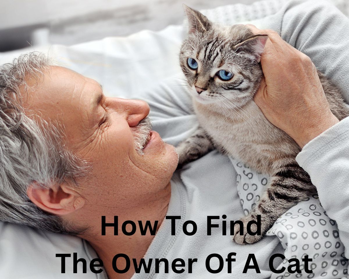 How To Find The Owner Of A Cat