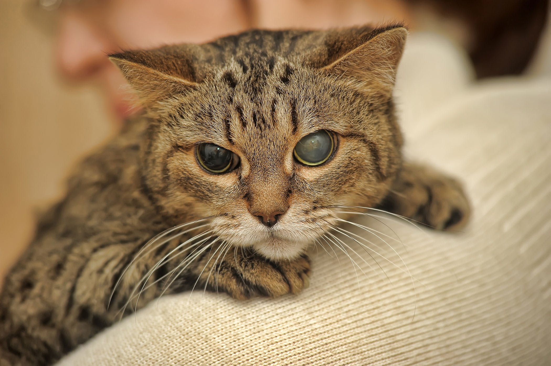 Blind Quiet Eye in Cats - Symptoms, Causes, Diagnosis, Treatment, Recovery,  Management, Cost