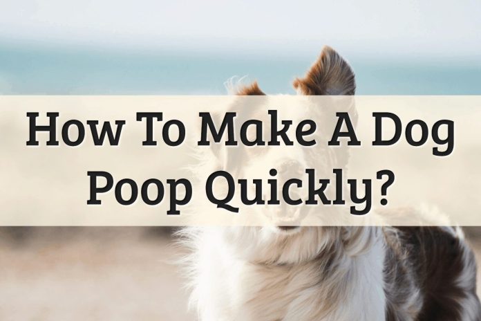 Dog poop Quickly