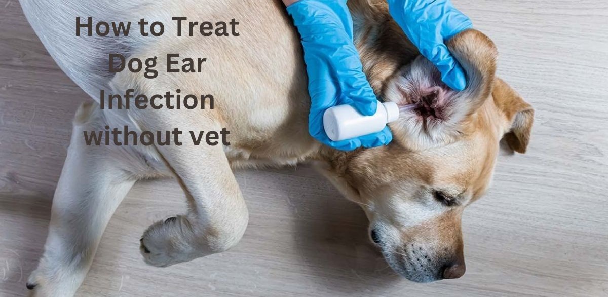 How to Treat Dog Ear Infection without vet - 1
