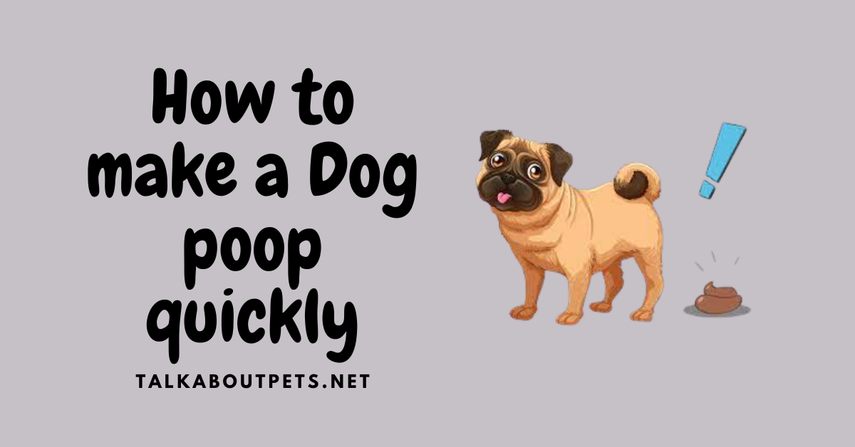 How to make a Dog poop quickly