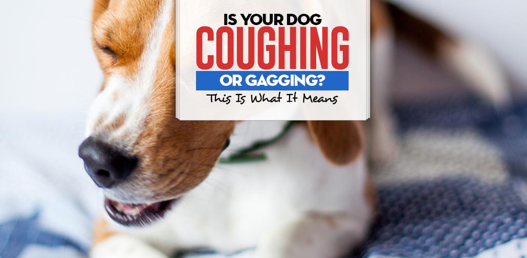 can intestinal parasites cause a cough in dogs