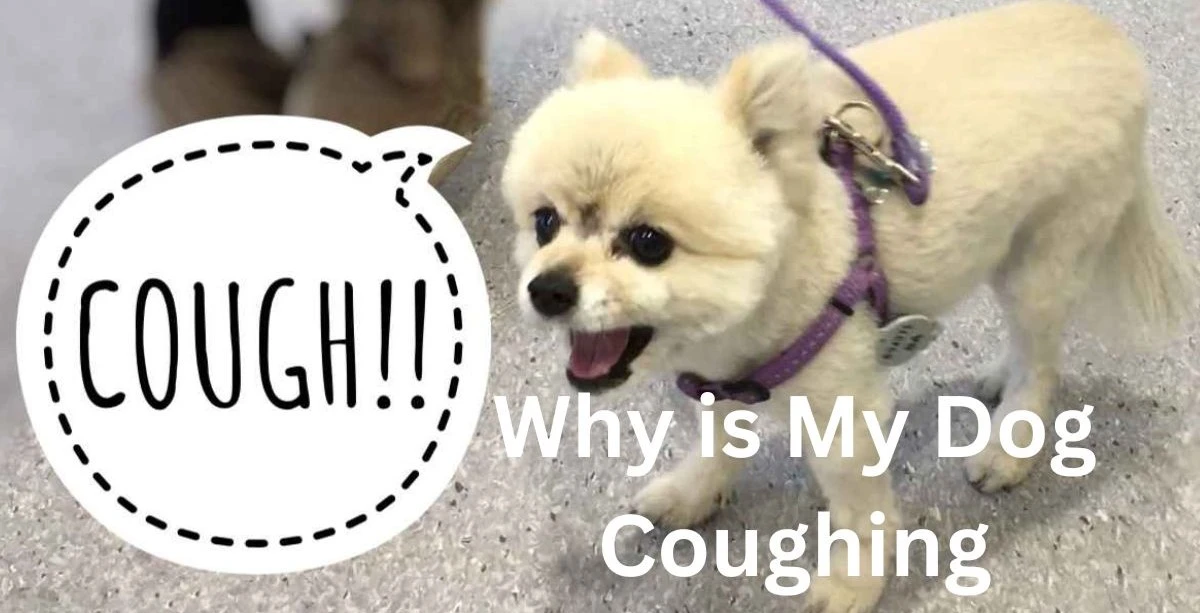 Why is My Dog Coughing - 1