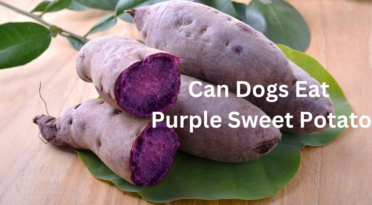 Can Dogs Eat Purple Sweet Potato - 1