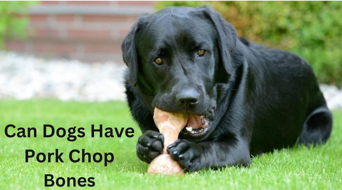 Can Dogs Have Pork Chop Bones - 1