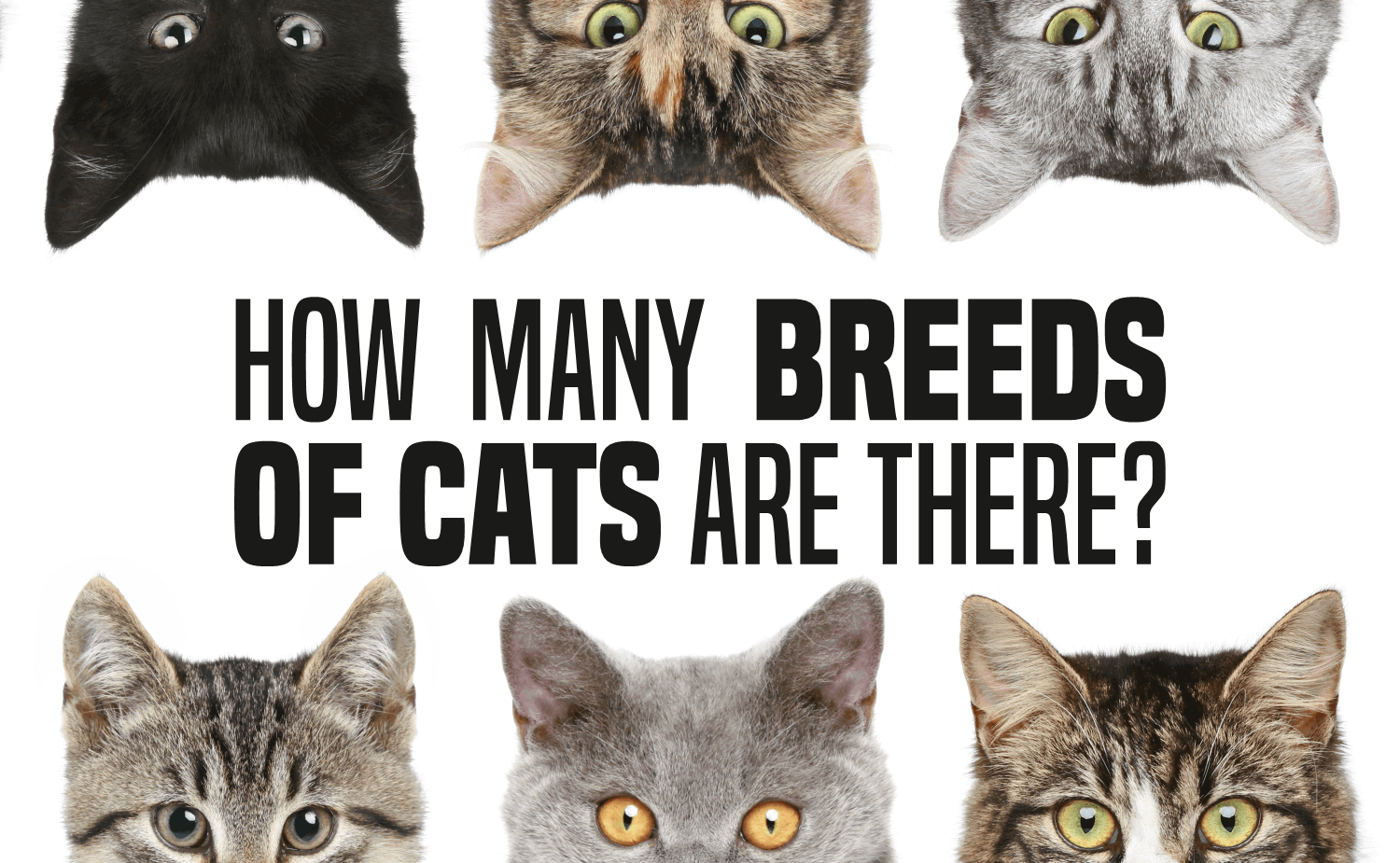 Types of Cat Breeds