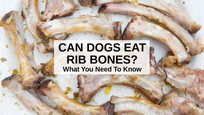 Can Dogs Eat Short Rib Bones