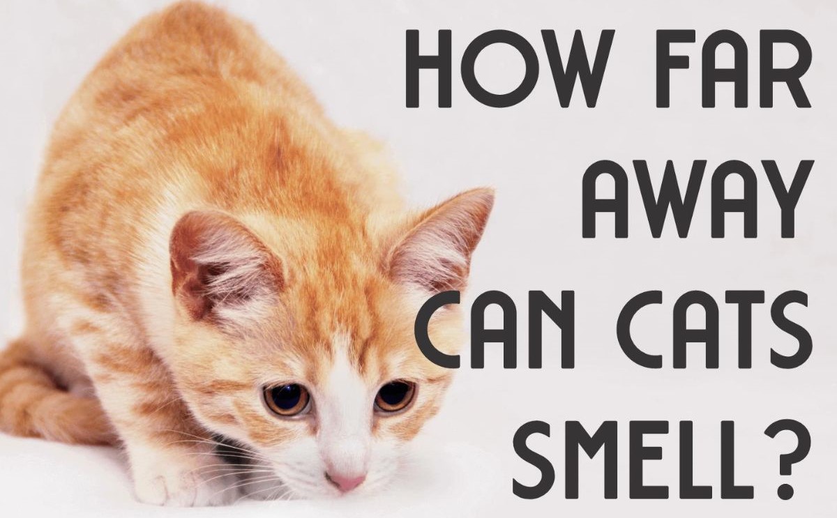 How Far Cat Can Smell - 1