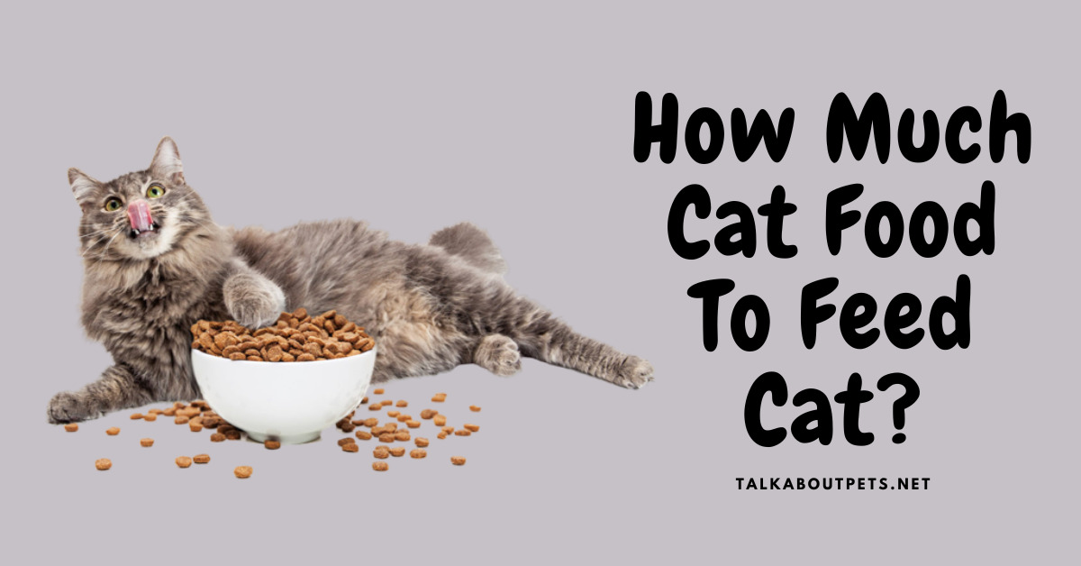 How Much Cat Food To Feed Cat
