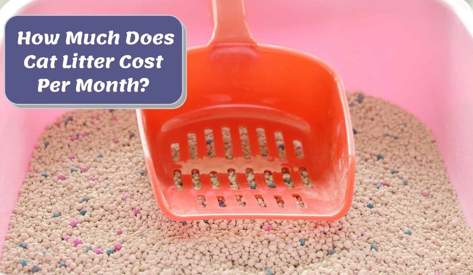 How Much Cat Litter Per Month