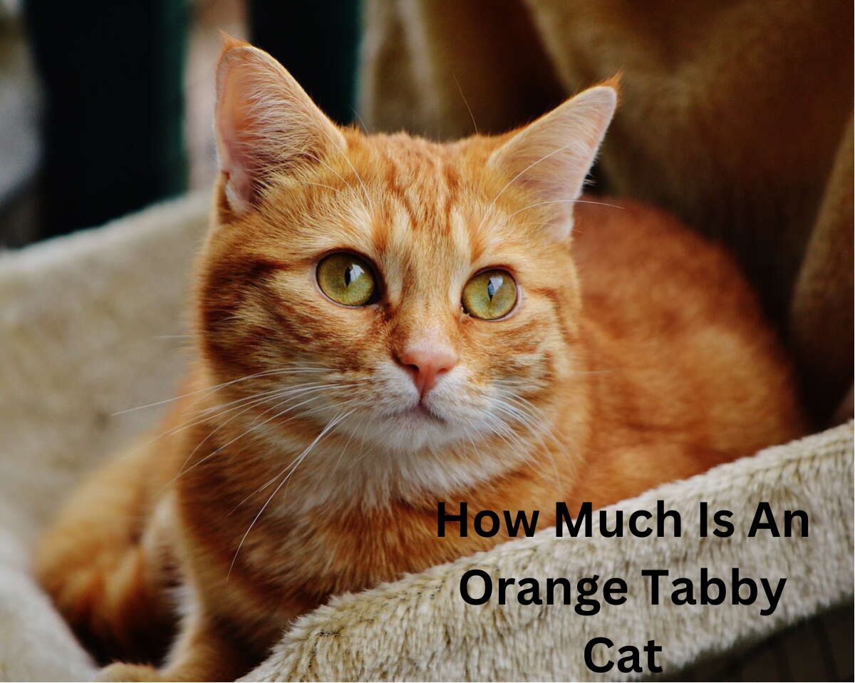 How Much Is An Orange Tabby Cat
