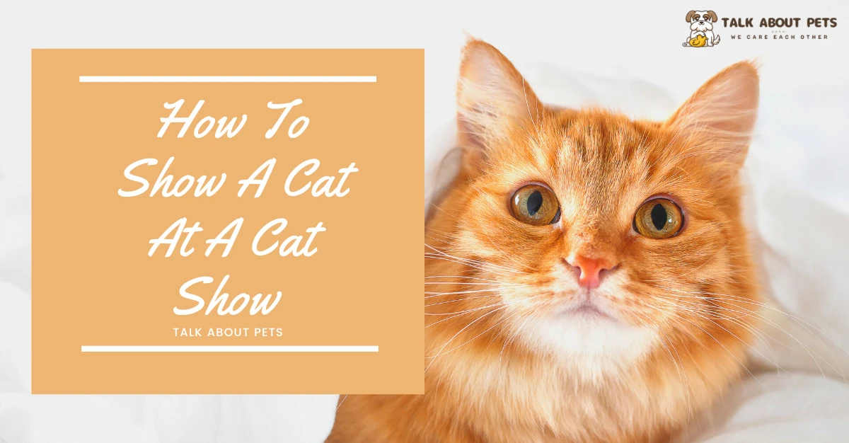How To Show A Cat At A Cat Show