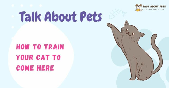 How To Train Your Cat To Come Here