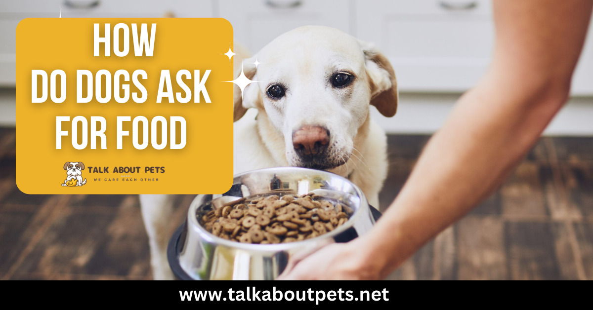 How Do Dog Ask for Food