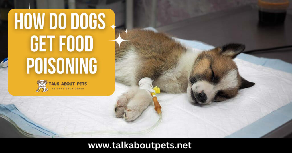 How Do Dogs Get Food Poisoning Dog's Owner Must Know