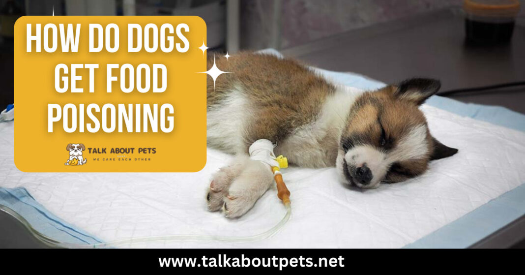 How Do Dogs Get Food Poisoning Dog's Owner Must Know
