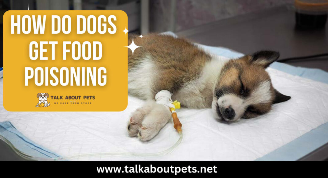 How Do Dogs Get Food Poisoning Dog's Owner Must Know