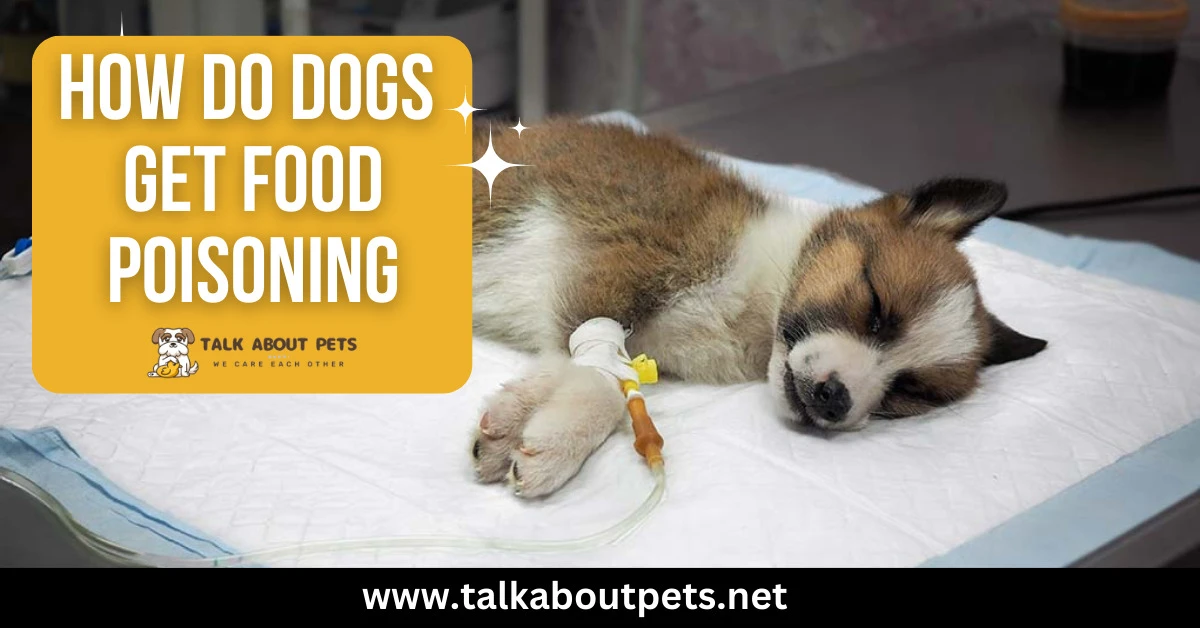 Do Dogs Get Food Poisoning