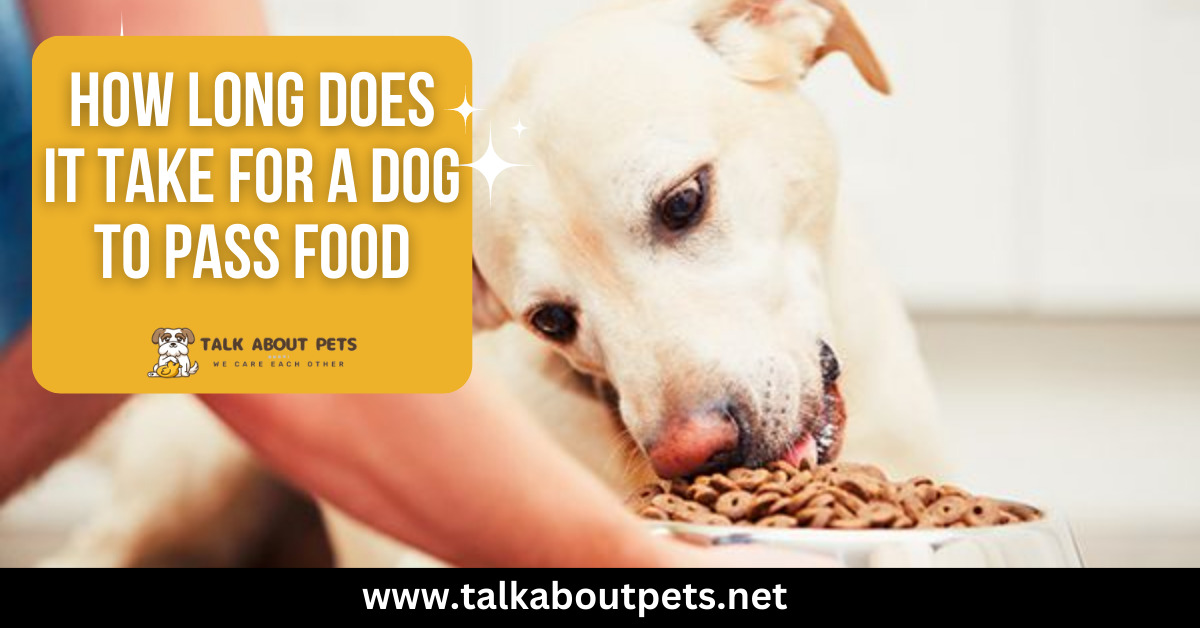 Dog To Pass Food