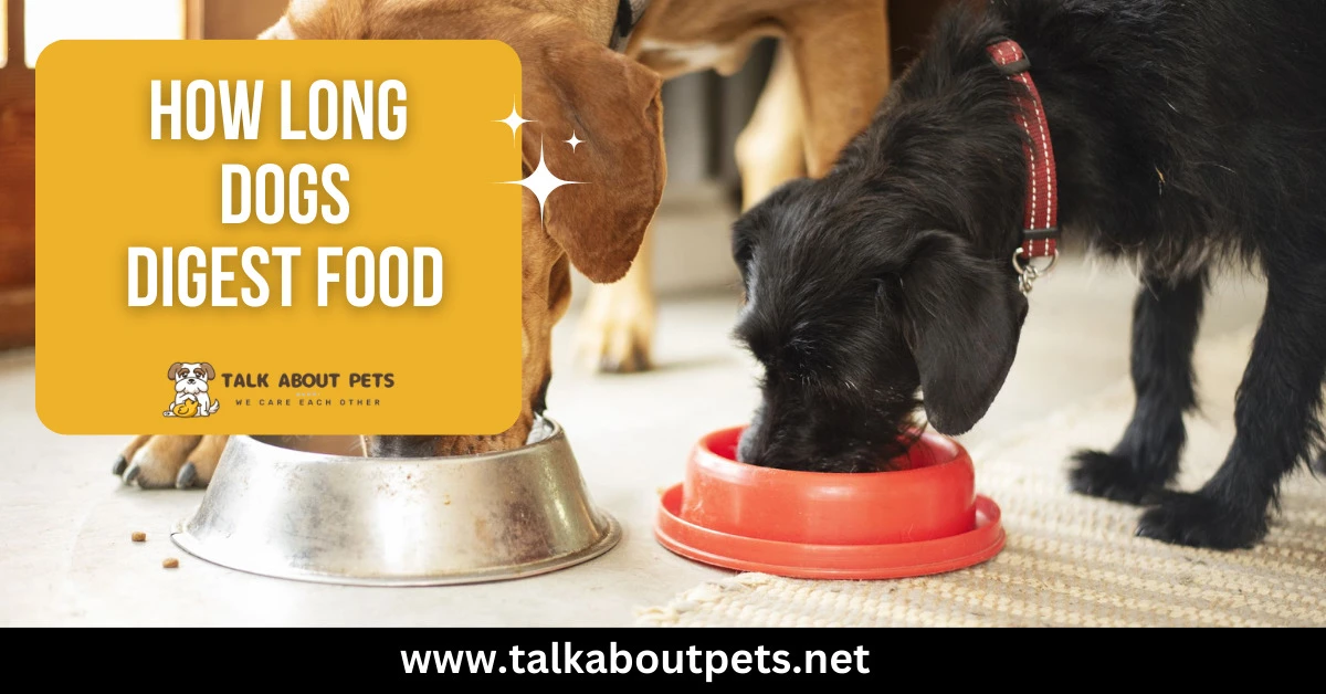 How Long Dogs Digest Food