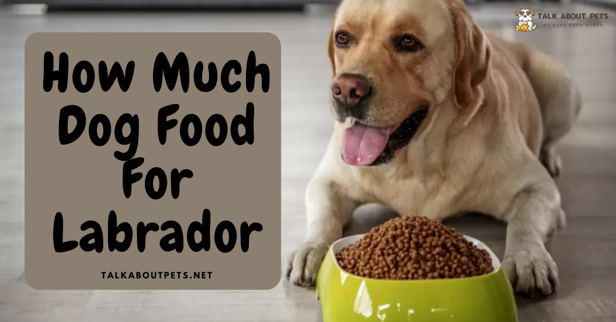 How Much Dog Food For Labrador