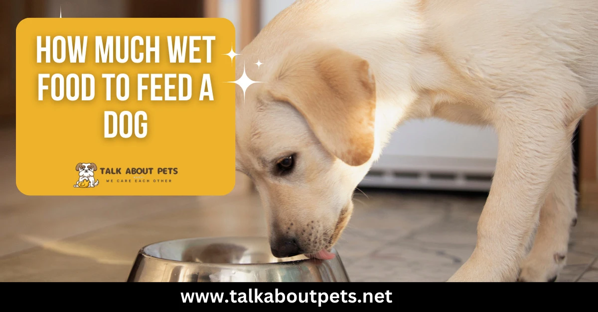 How Much Wet Food To Feed A Dog