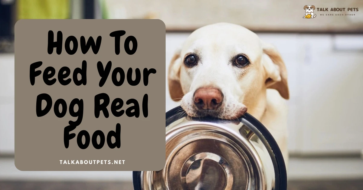 How To Feed Your Dog Real Food Just Updated