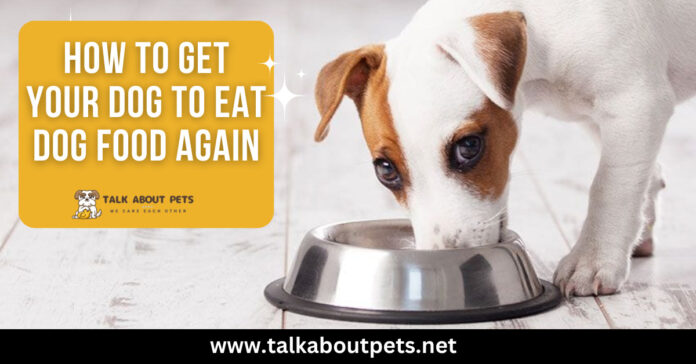 How To Get Your Dog To Eat Dog Food Again